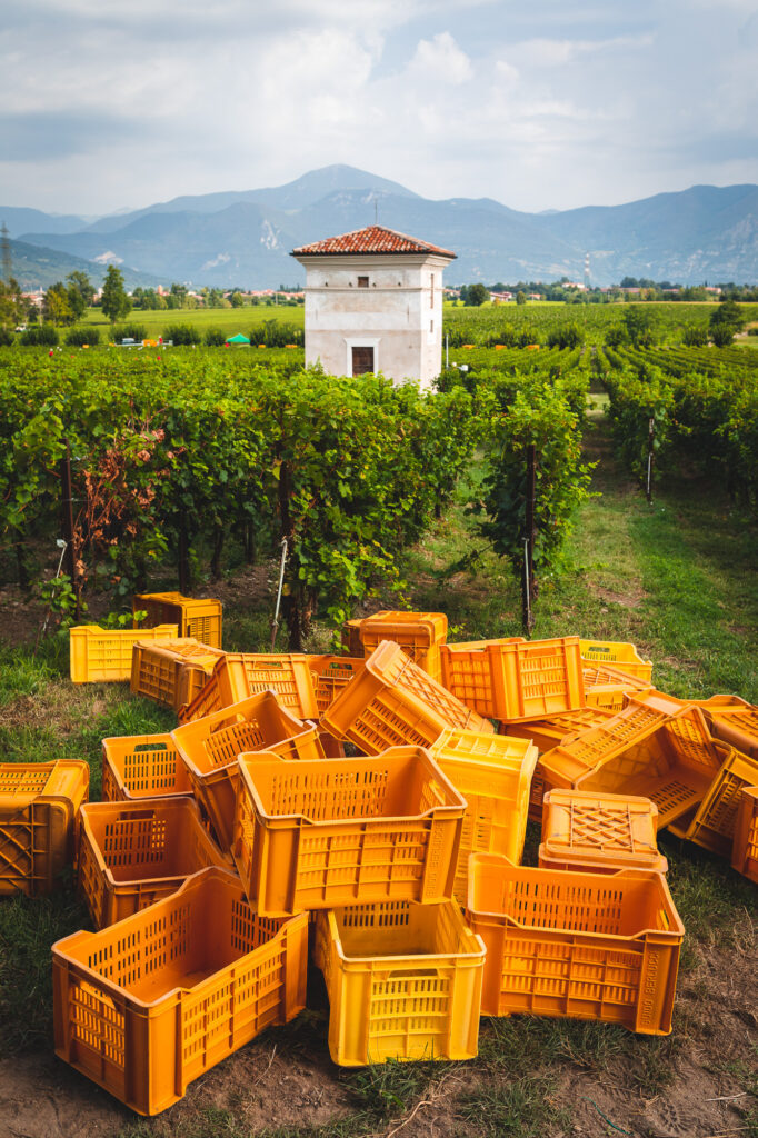 © www.matteorinaldi.it