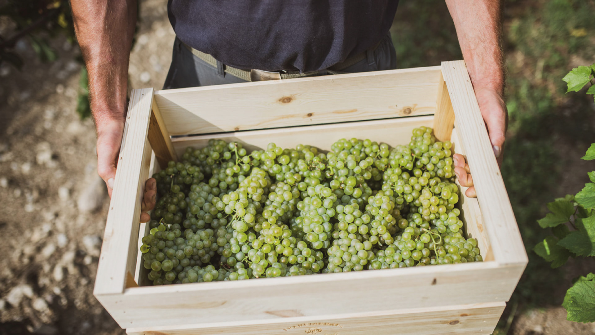 VENDEMMIA