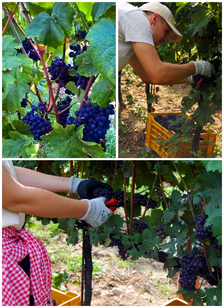 vendemmia-2016-franciacorta