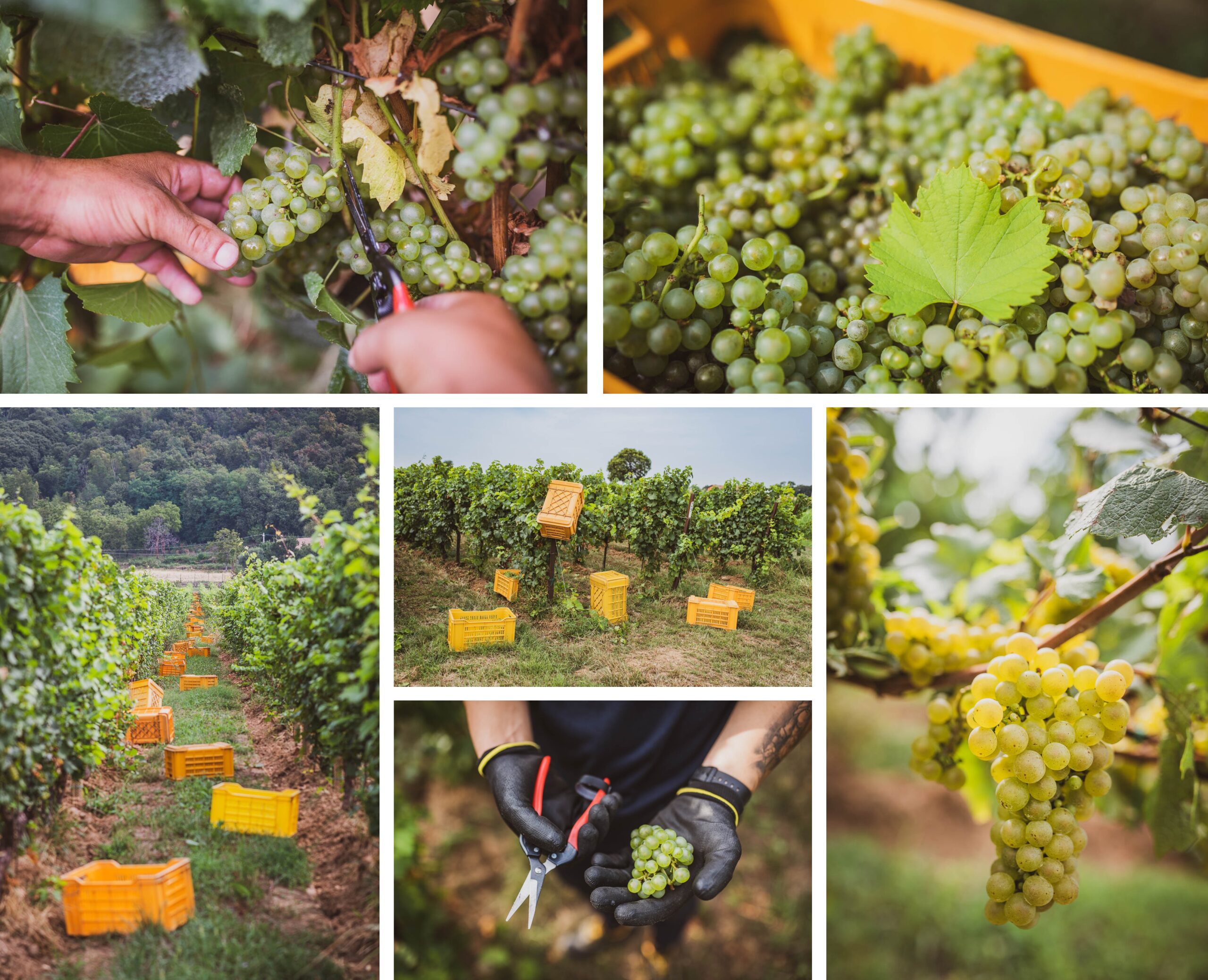 vendemmia-2019-franciacorta-berlucchi